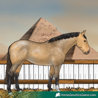 Horse Color:Buckskin Dun 