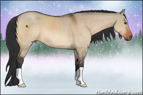 Horse Color:Brown Dun 