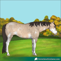 Horse Color:Bay Dun Sabino 
