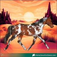 Horse Color:White Spotted Bay Rabicano
