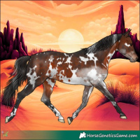 Horse Color:White Spotted Brown