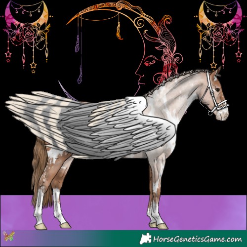 Horse Color:White Spotted Black Pearl Sabino 