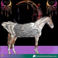 Horse Color:White Spotted Black Pearl Sabino