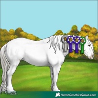 Horse Color:White Spotted Liver Chestnut Mushroom Appaloosa 