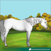 Horse Color:Gray Black Tobiano 