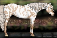 Horse Color:Silver Buckskin Roan Pearl Near Leopard Rabicano 