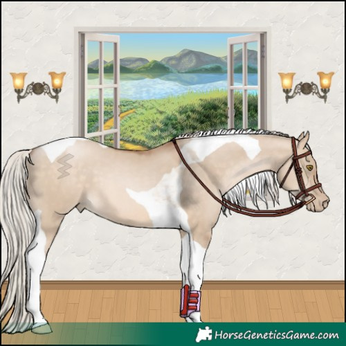 Horse Color:Silver Brown Pearl Dun Tobiano 