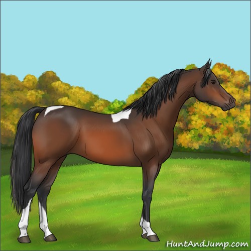 Horse Color:Bay Tobiano Rabicano 