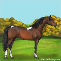 Horse Color:Bay Tobiano Rabicano