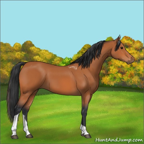 Horse Color:Bay Tobiano 
