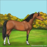 Horse Color:Bay Tobiano 