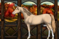 Horse Color:Gold Champagne 