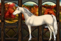 Horse Color:Palomino Dun 
