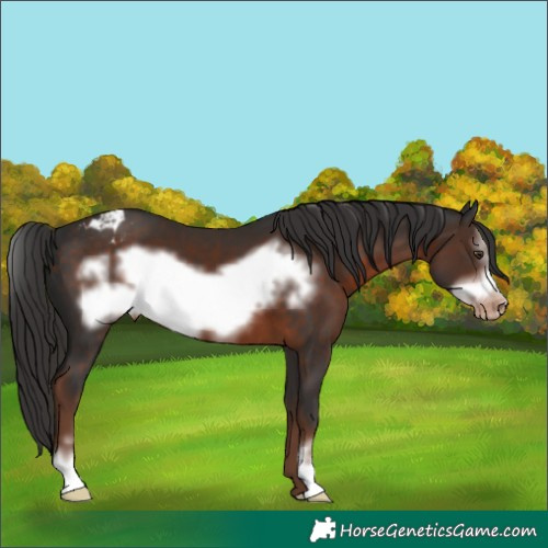 Horse Color:Liver Chestnut Sabino Frame Appaloosa 