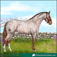 Horse Color:Red Roan Varnish 