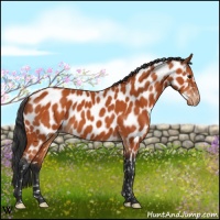 Horse Color:Bay Appaloosa 