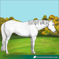 Horse Color:Gray Silver Amber Cream Champagne Roan Dun Splash Tobiano Frame Appaloosa Rabicano 