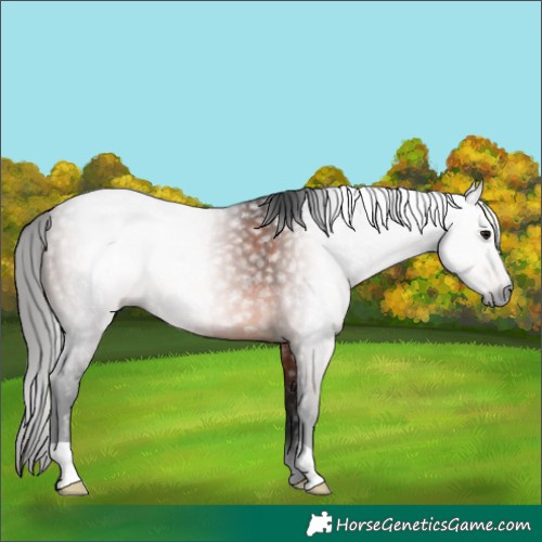 Horse Color:Gray Bay Rabicano 