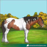 Horse Color:Brown Tobiano Rabicano