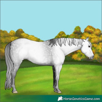 Horse Color:Gray Black Rabicano 