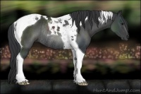 Horse Color:Black Tobiano Rabicano 