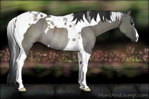 Horse Color:Grullo Tobiano Rabicano 
