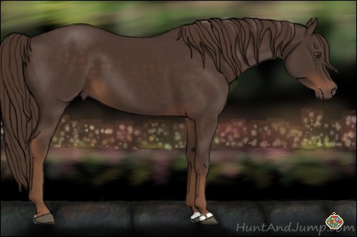 Horse Color:Liver Chestnut 