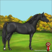 Horse Color:Black 