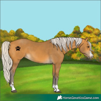 Horse Color:Silver Buckskin 