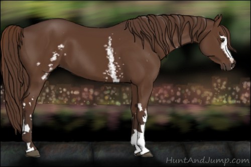 Horse Color:White Spotted Liver Chestnut 