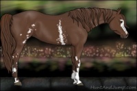 Horse Color:White Spotted Liver Chestnut 