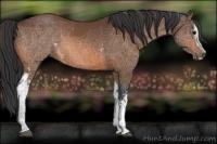 Horse Color:White Spotted Bay Sabino 