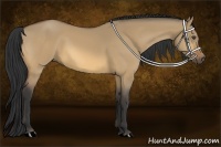 Horse Color:Buckskin Dun 