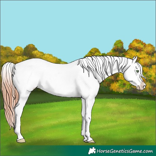 Horse Color:White Spotted Sable Champagne Dun Appaloosa 