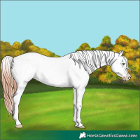 Horse Color:White Spotted Sable Champagne Dun Appaloosa
