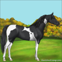 Horse Color:Black Tobiano 
