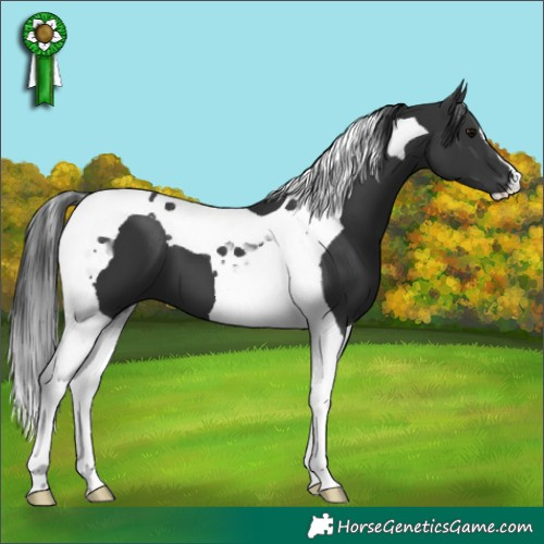 Horse Color:Black Tobiano 