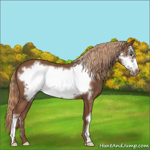 Horse Color:Chestnut Frame