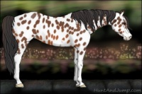 Horse Color:Bay Sabino Near Leopard