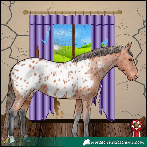 Horse Color:Bay Appaloosa 