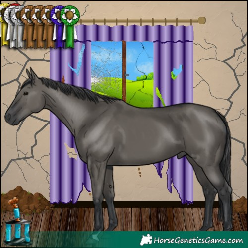Horse Color:Grullo 