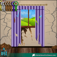 Horse Color:Grullo 