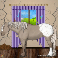 Horse Color:Silver Grullo Appaloosa