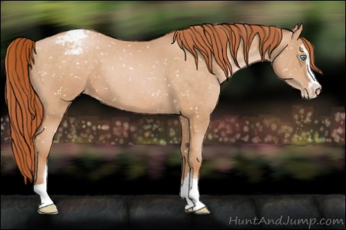 Horse Color:Buckskin Pearl Sabino Snowflake Varnish