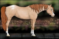 Horse Color:Buckskin Pearl Sabino Snowflake Varnish