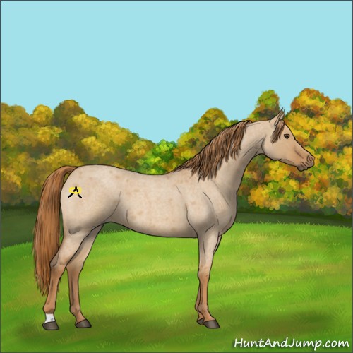 Horse Color:Red Dun Roan 