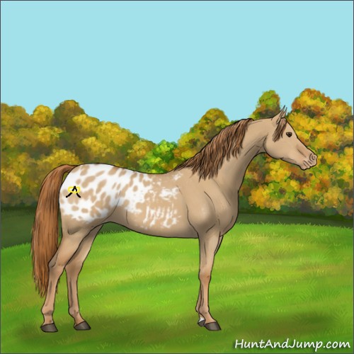 Horse Color:Red Dun Appaloosa 