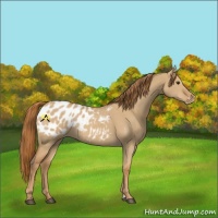 Horse Color:Red Dun Appaloosa 