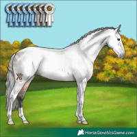 Horse Color:Gray Bay Dun Tobiano Appaloosa 