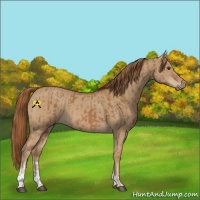 Horse Color:Chestnut  and Red Dun 